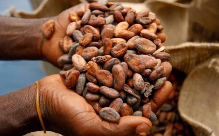 Malgré sa spécificité, le cacao camerounais est vendu moins cher à l’international que les fèves ghanéennes et ivoiriennes