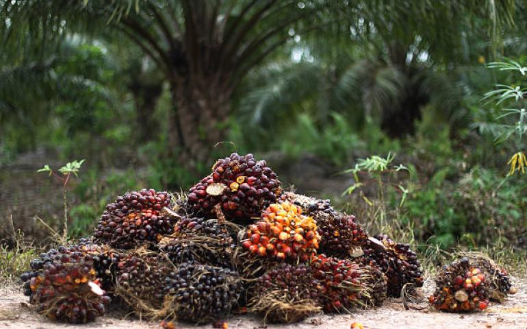 Huile de palme brute : Trouver une voie de sortie autre que les importations